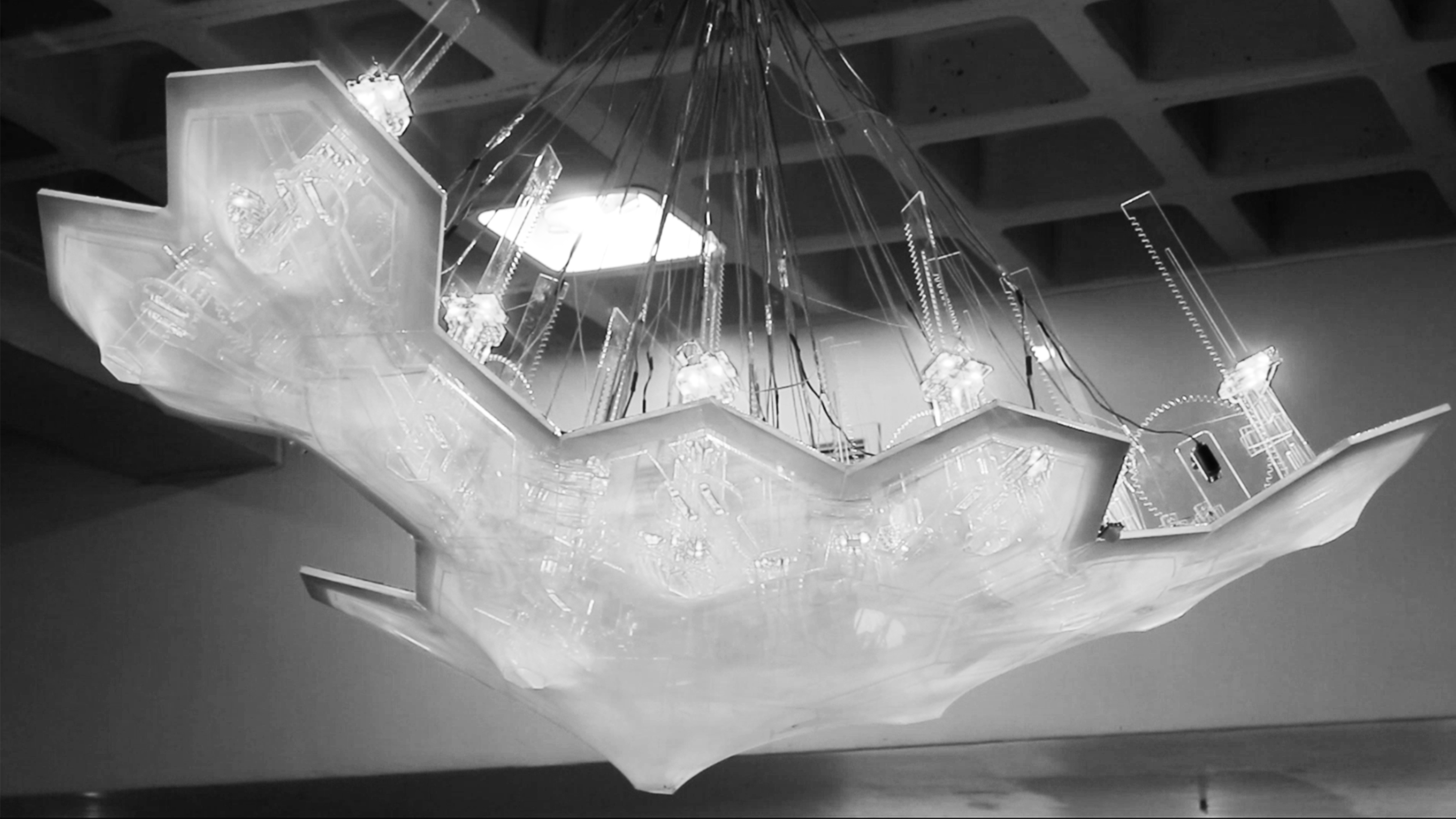random-symbiosis archive photo